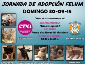 Jornada de adopción felina en el espacio vecinal arganzuela
