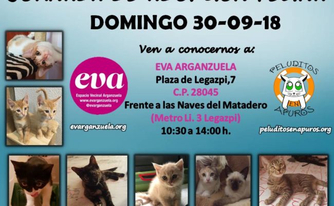 Jornada de adopción felina en el espacio vecinal arganzuela