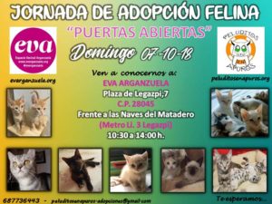 El próximo domingo 7 de octubre tenemos nuevamente una jornada de #adopción felina en #eva, a cargo de @peluditosapuros, protectora felina sin ánimo de lucro ubicada en Madrid.