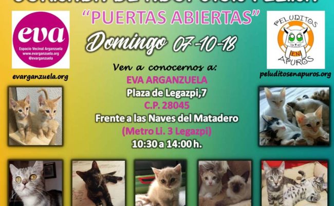 El próximo domingo 7 de octubre tenemos nuevamente una jornada de #adopción felina en #eva, a cargo de @peluditosapuros, protectora felina sin ánimo de lucro ubicada en Madrid.